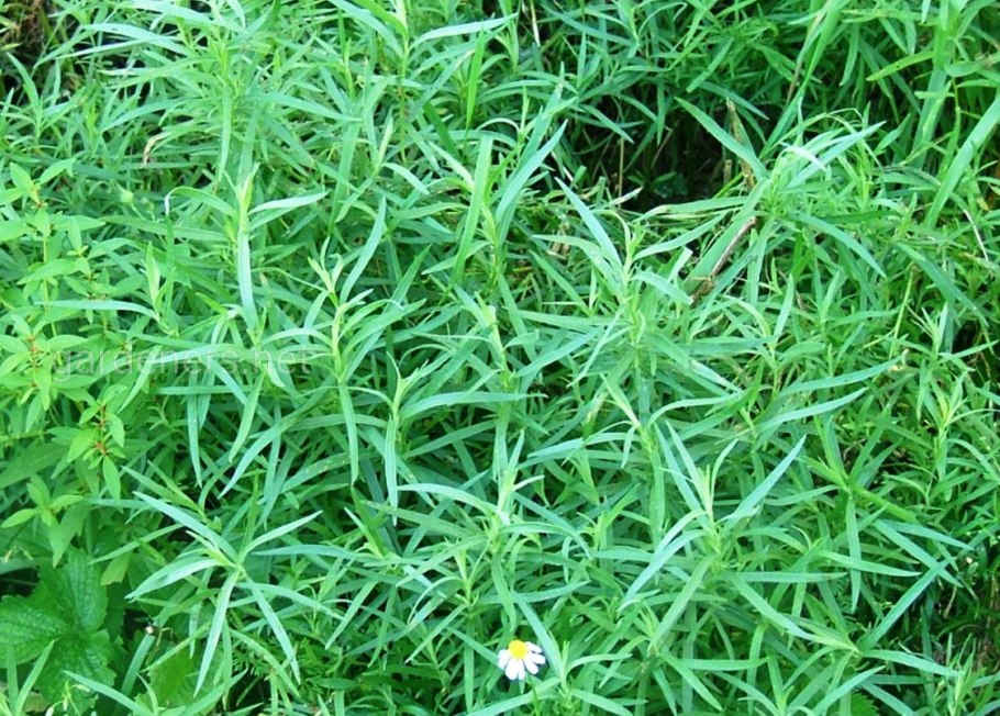 Тархун анис