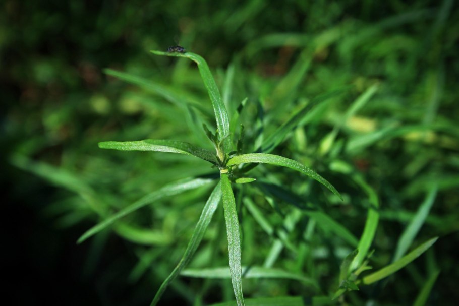 Эстрагон Драгун-трава