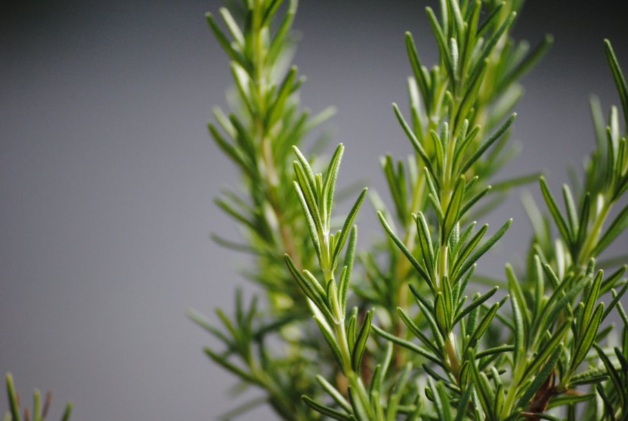 Полынь эстрагонная