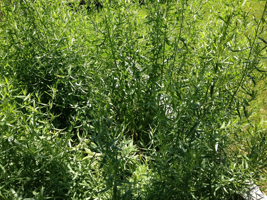 Полынь эстрагон куст