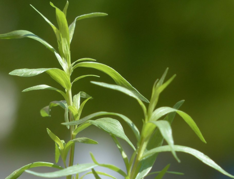 Полынь эстрагон Тархун
