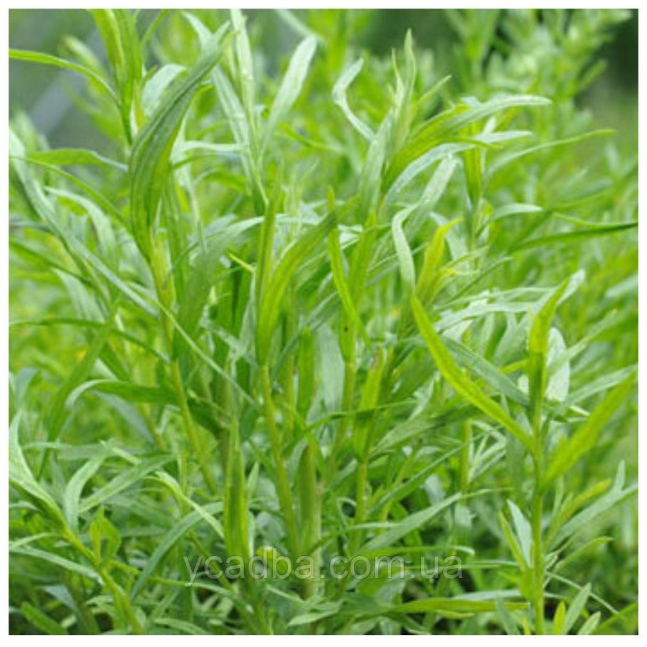 Тархун эстрагон цветет