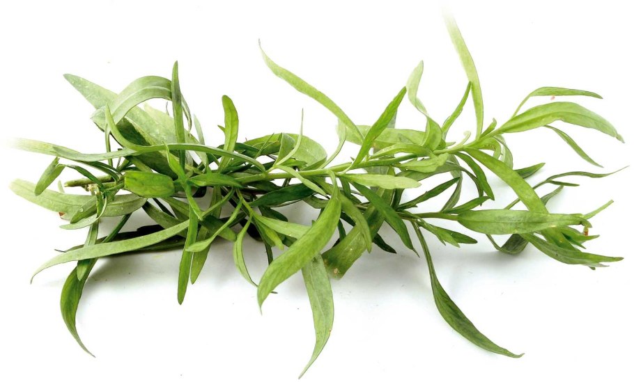 Эстрагон Тархун розмарин