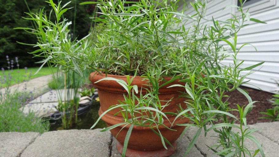 Эстрагон Тархун трава