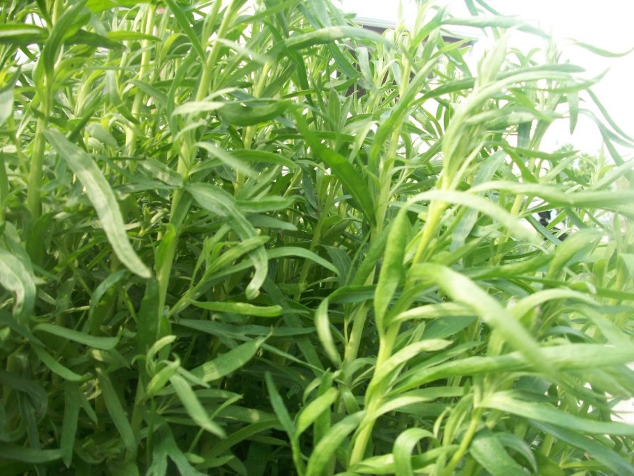 Эстрагон обыкновенный