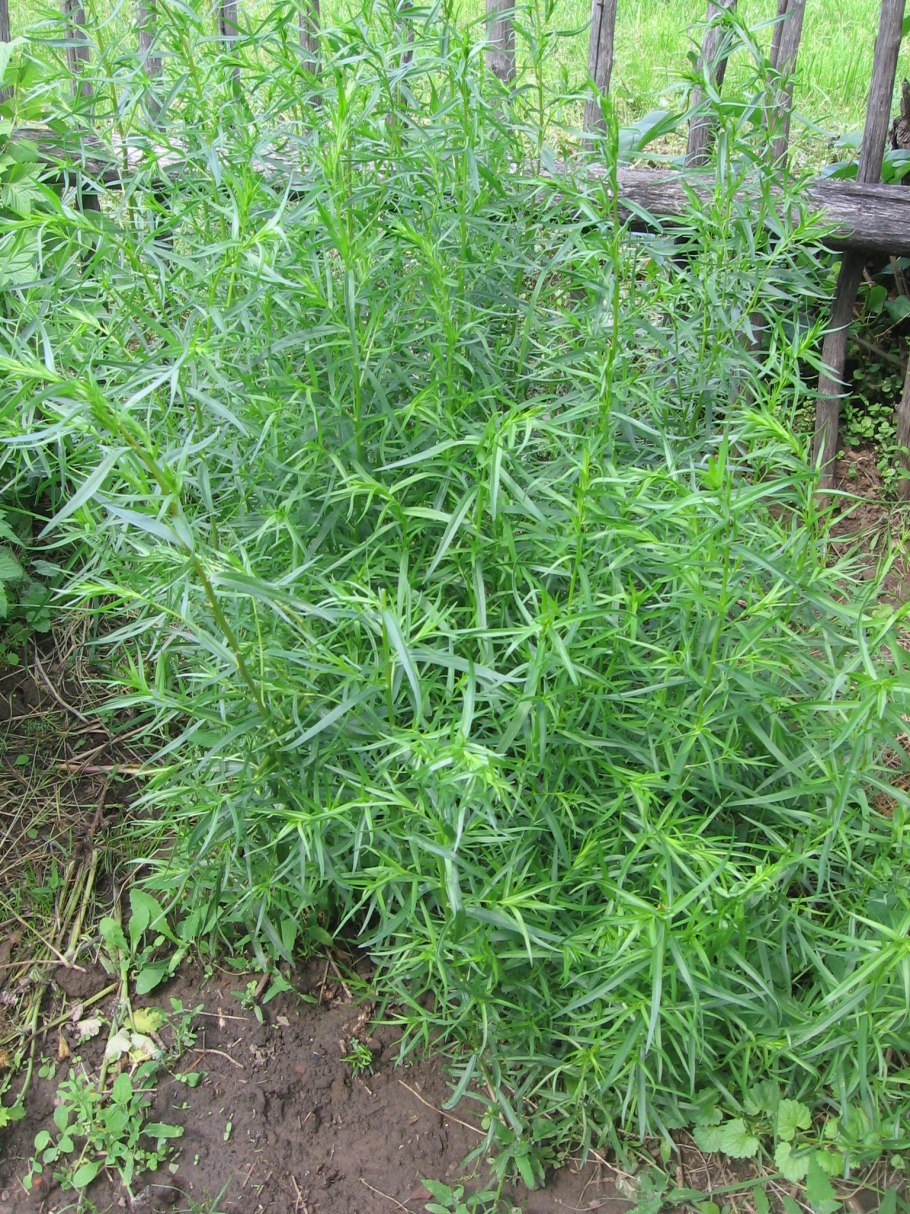 Полынь эстрагонная Тархун