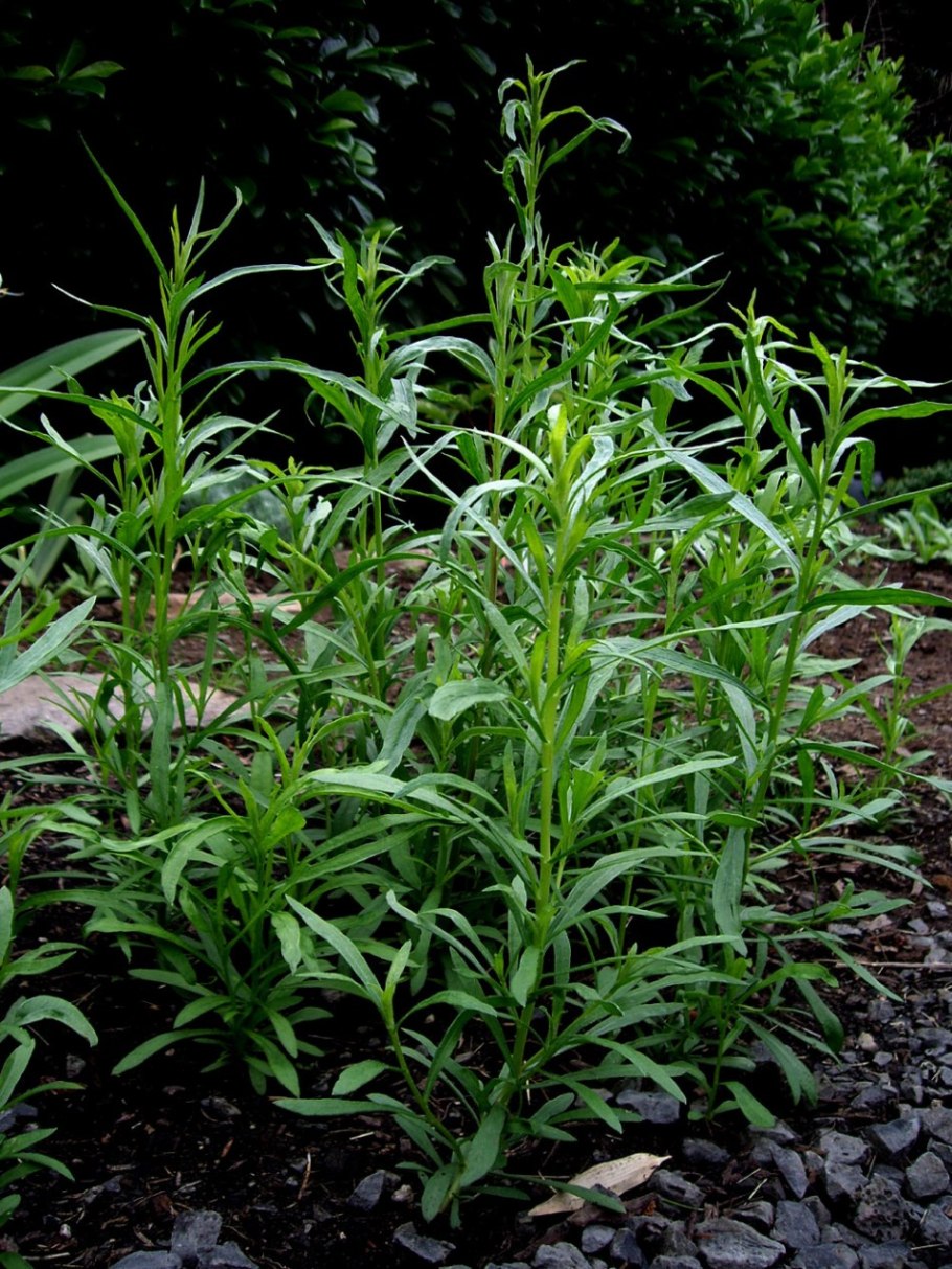 Полынь эстрагонная (эстрагон)/ Artemisia dracunculus