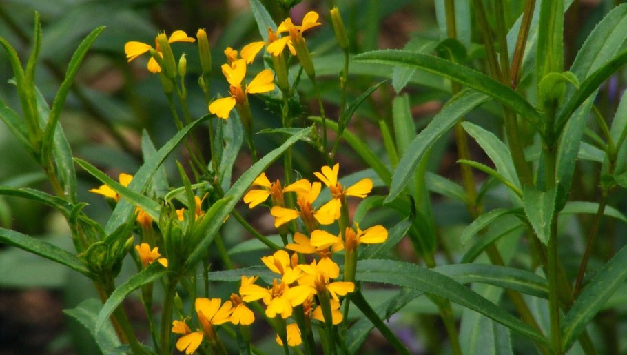 Тархун рассада