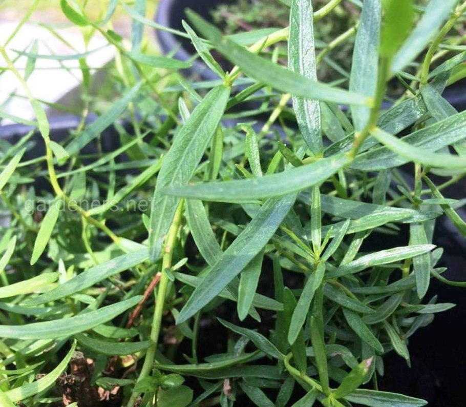 Эстрагон (Artemisia dracunculus l.)