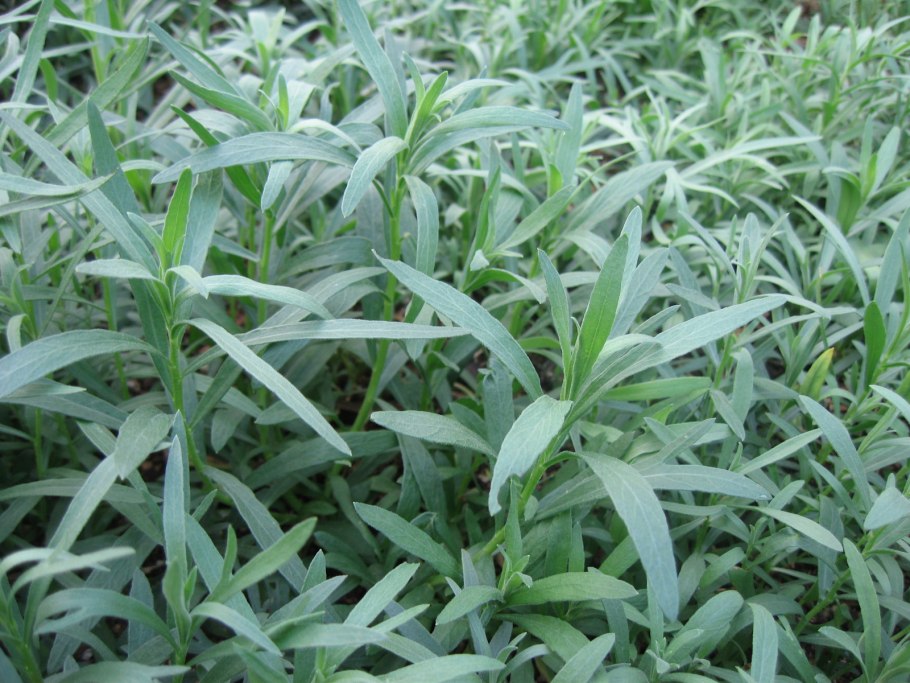 Эстрагон (Artemisia dracunculus)