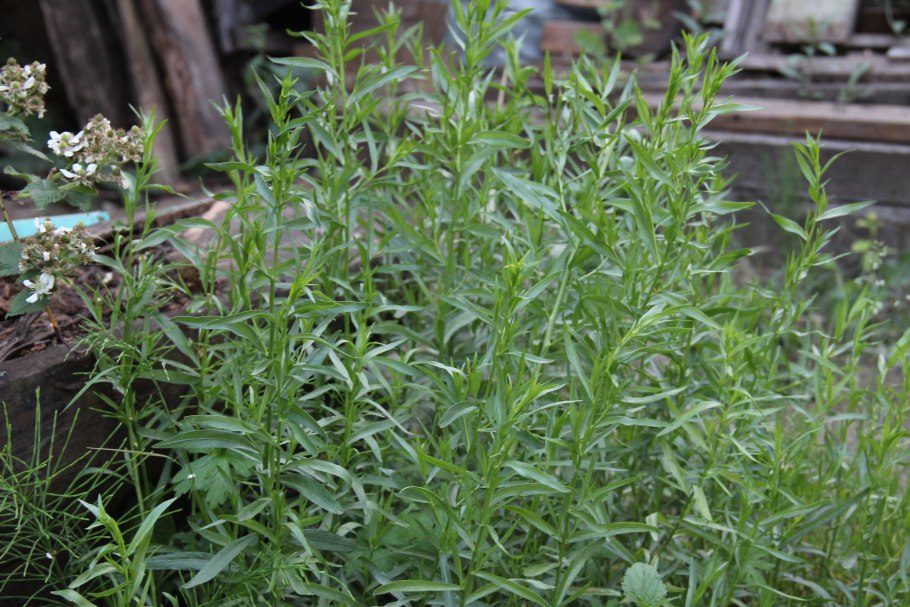 Тархун растение