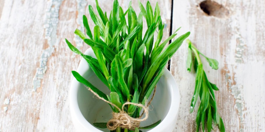 Эстрагон тархун розмарин