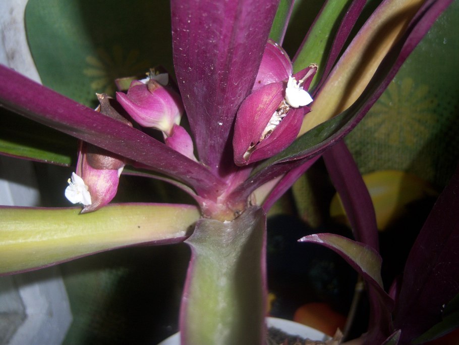 Рео молочай