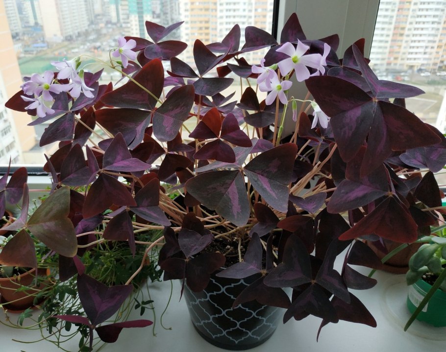 Кислица треугольная (Oxalis triangularis)