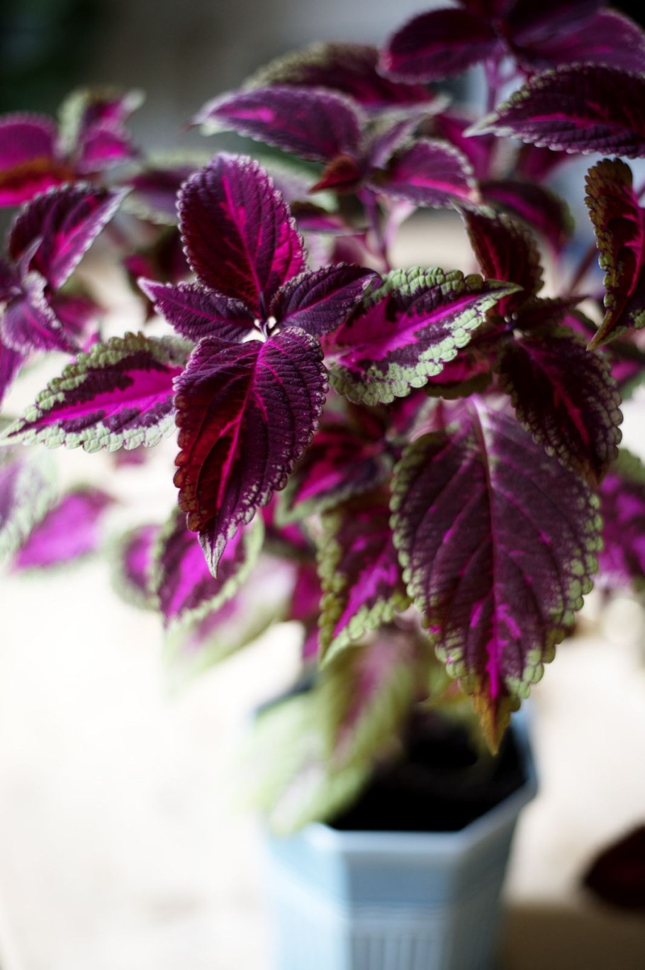 Колеус сиреневый