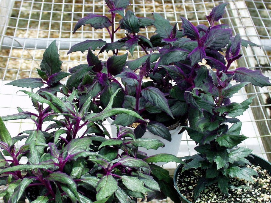 Традесканция гинура