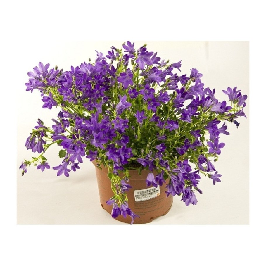 Фиалка узамбарская фиолетовая