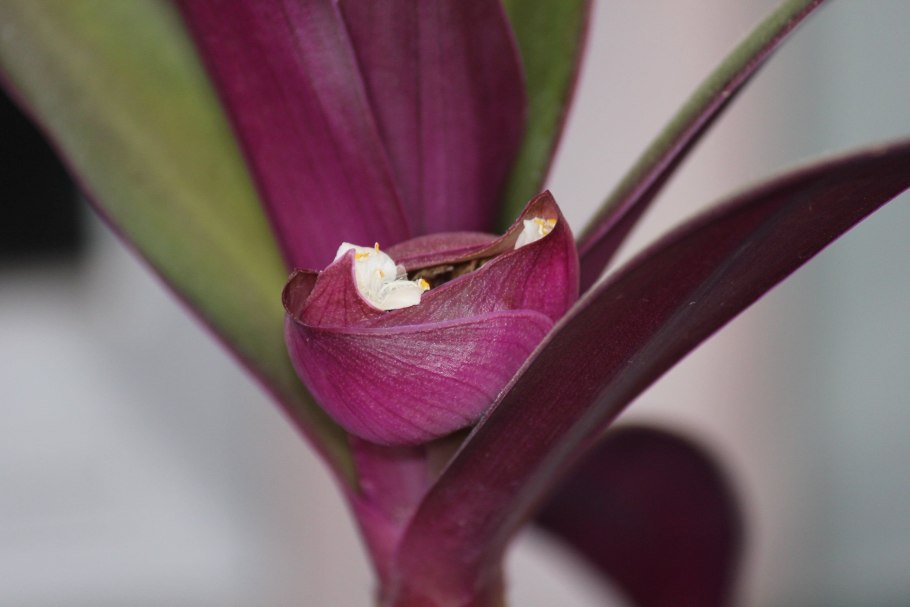 Рео Ладья Моисея цветок