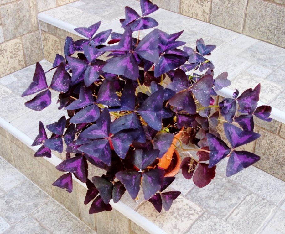 Кислица треугольная (Oxalis triangularis)