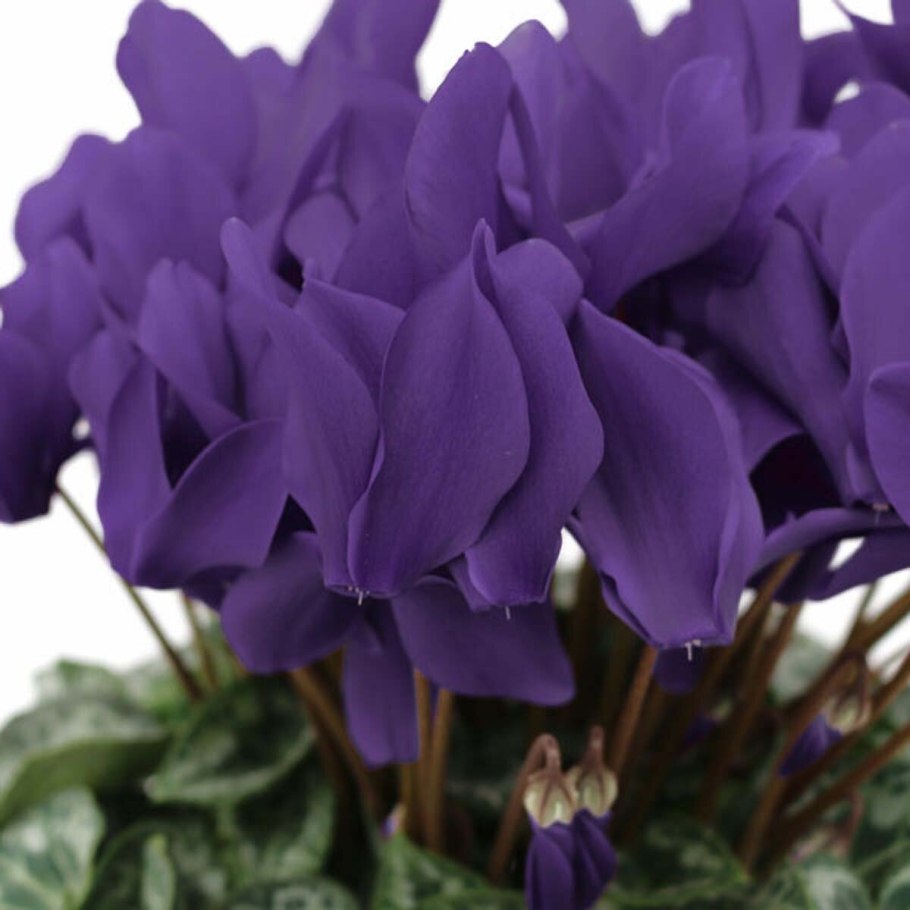 Гиацинт Кампанула