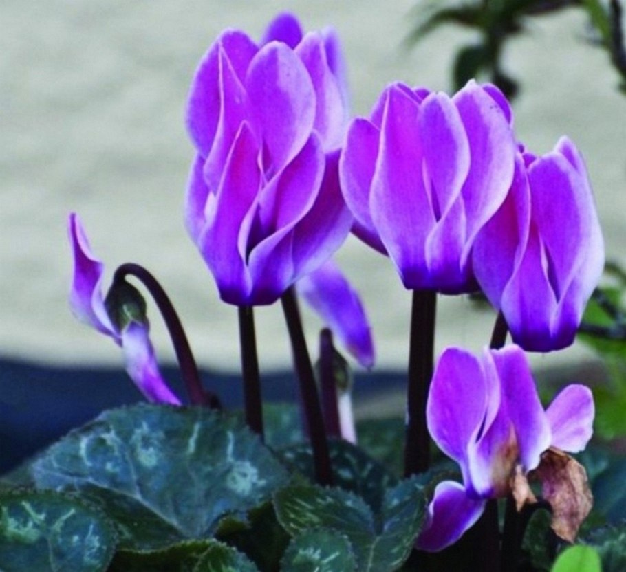 Узамбарская фиалка