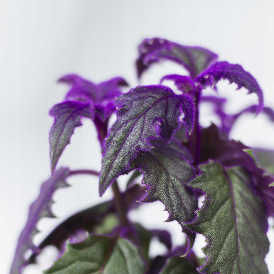 Ахименес Пурпл Кинг