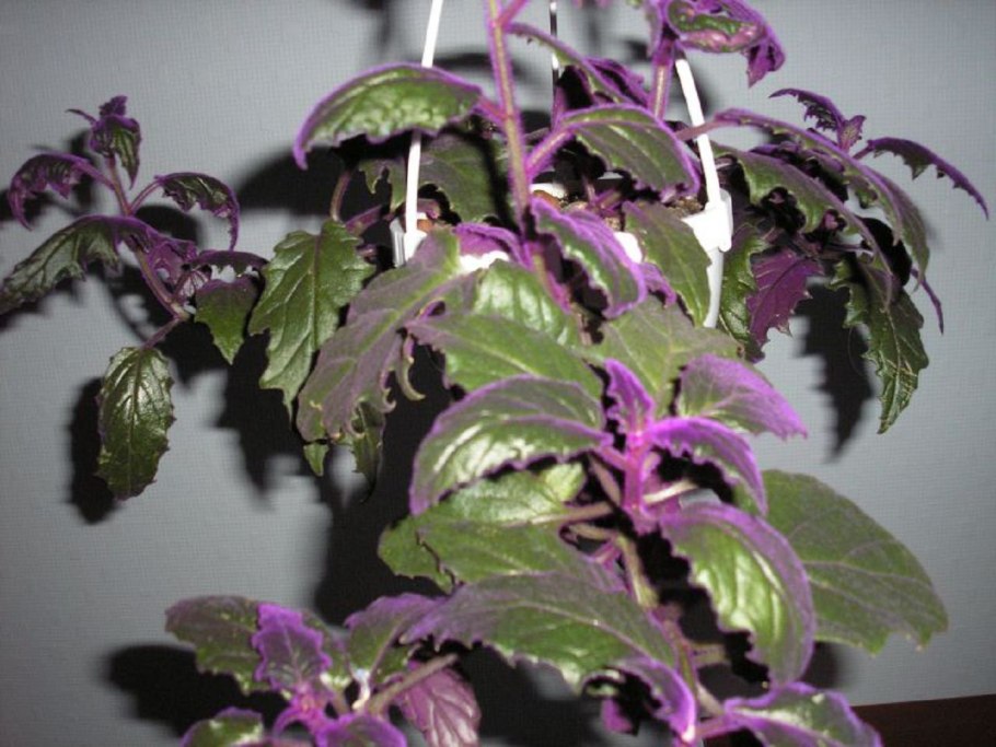 Цикламен махровый