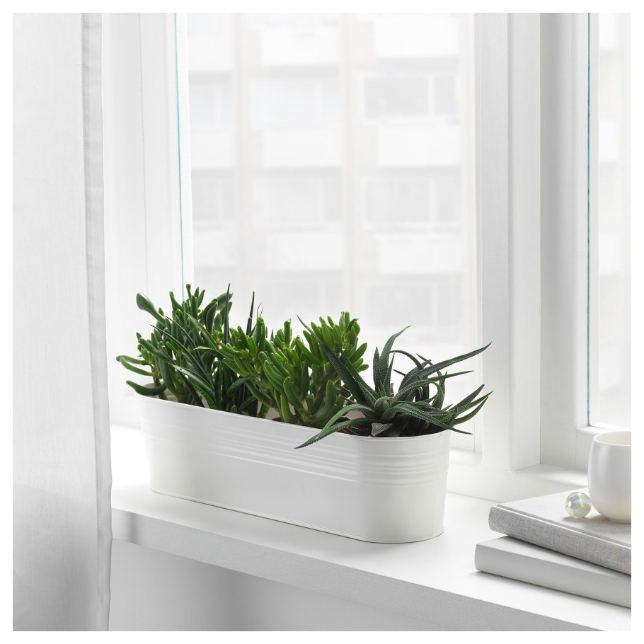 Озеленение подоконника