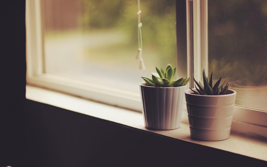 Комнатные растения на подоконнике