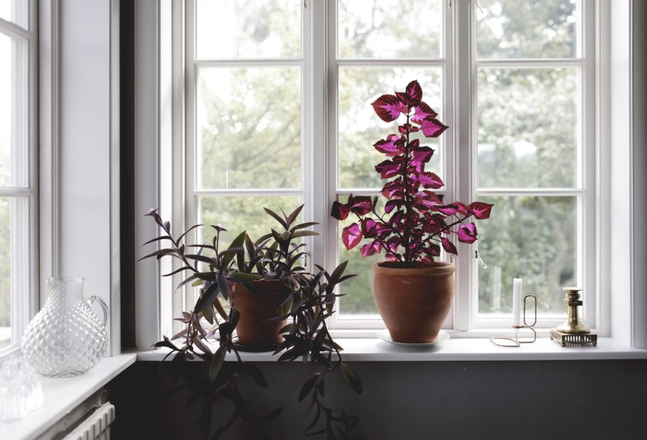 Подоконник с цветами