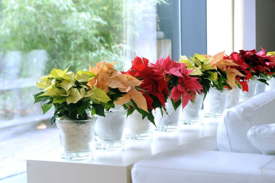 Розмарин дома на подоконнике