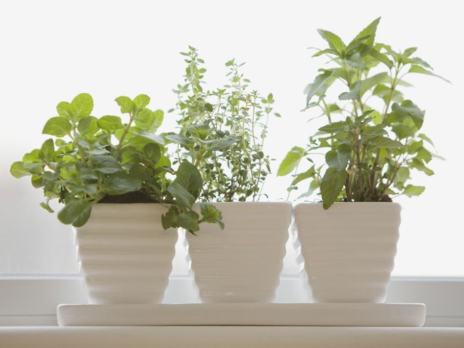 Досветка суккулентов