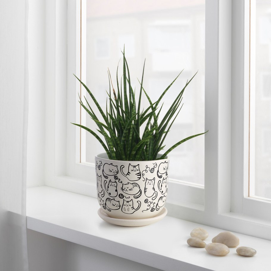 Комнатные растения на подоконнике