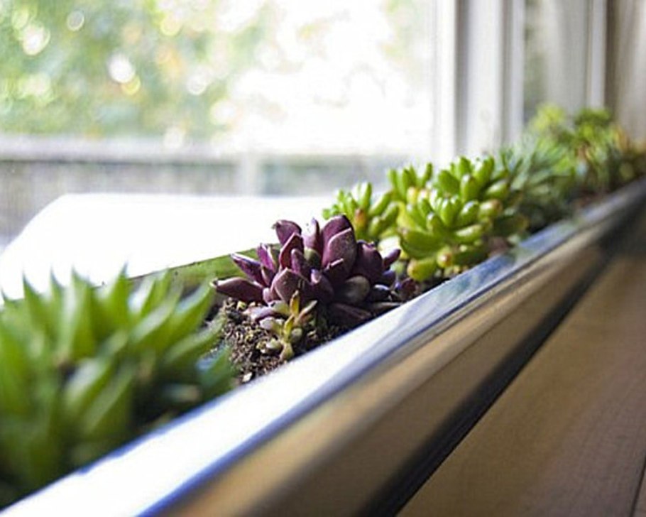 Растения на окне