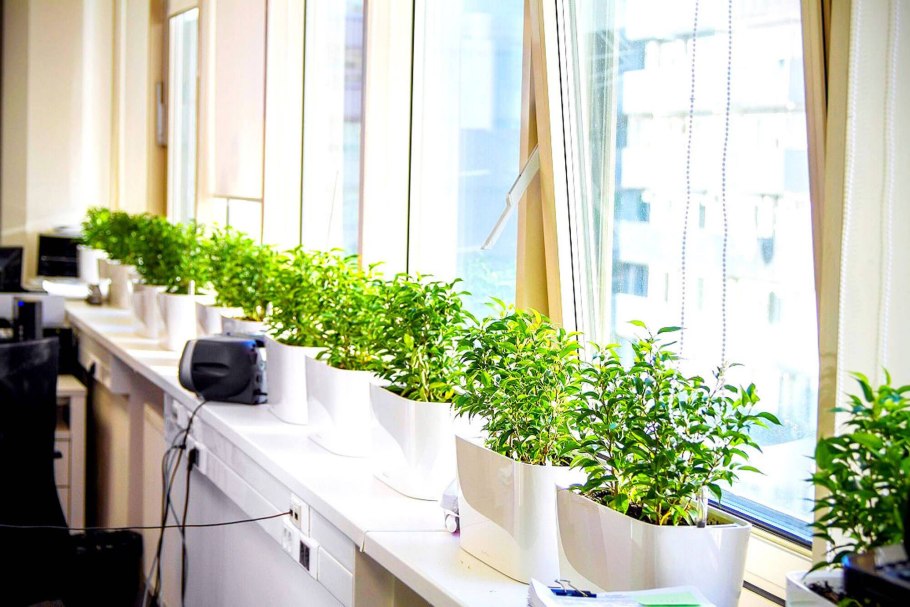 Озеленение подоконника