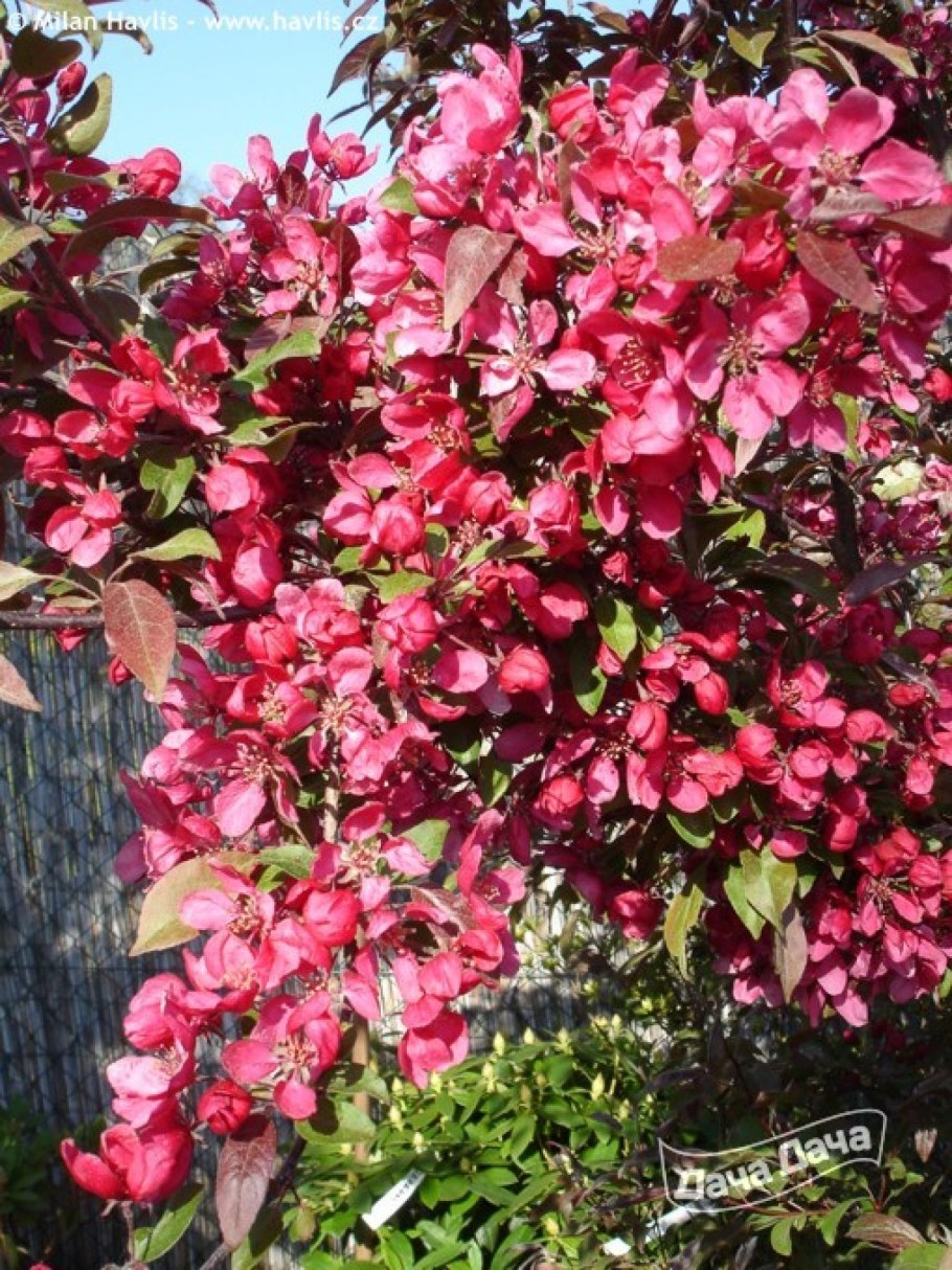 Яблоня торинго Скарлет