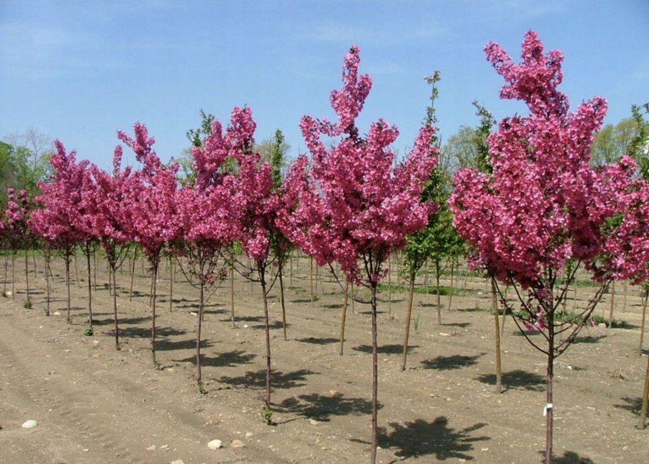 Яблоня 'Скарлет', Malus 'Scarlet',