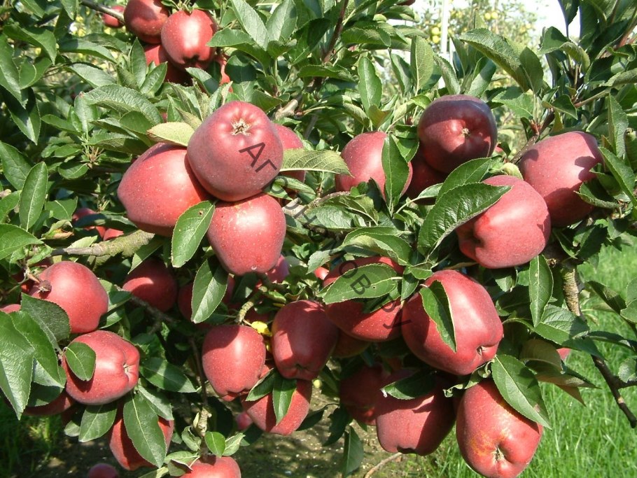 Боярышник Пауль Скарлет куст