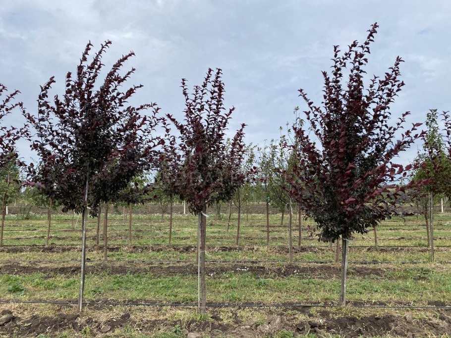 Яблоня торинго Скарлет