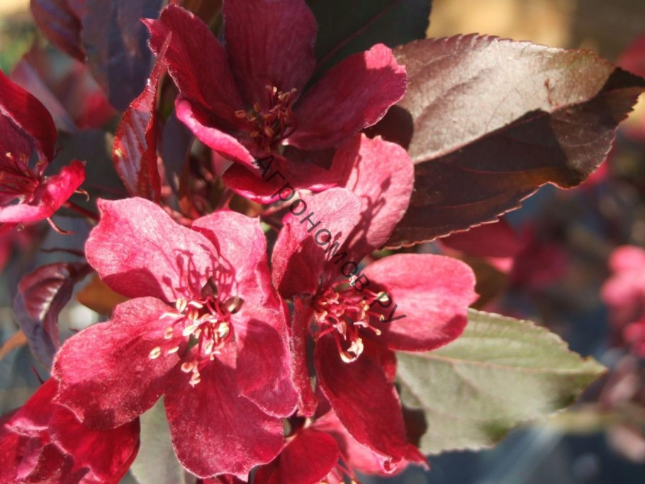 Malus Coralburst