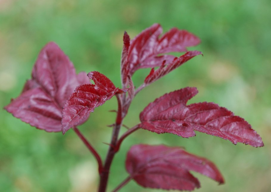 Боярышник laevigata 'Paul's Scarlet'