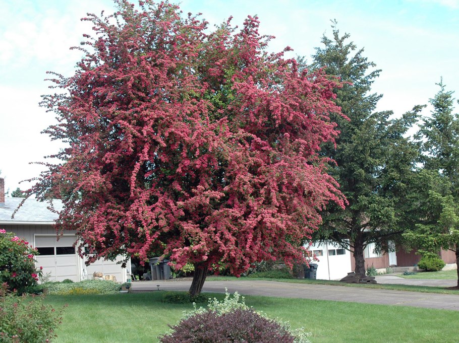 Яблоня декоративная Profusion