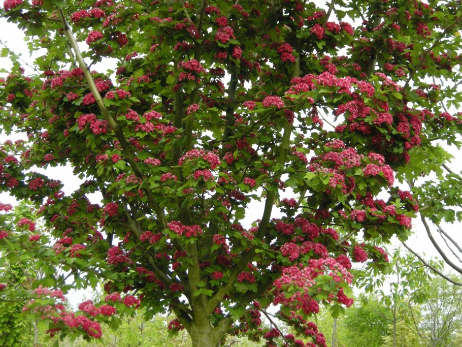 Боярышник Пауэл Скарлет