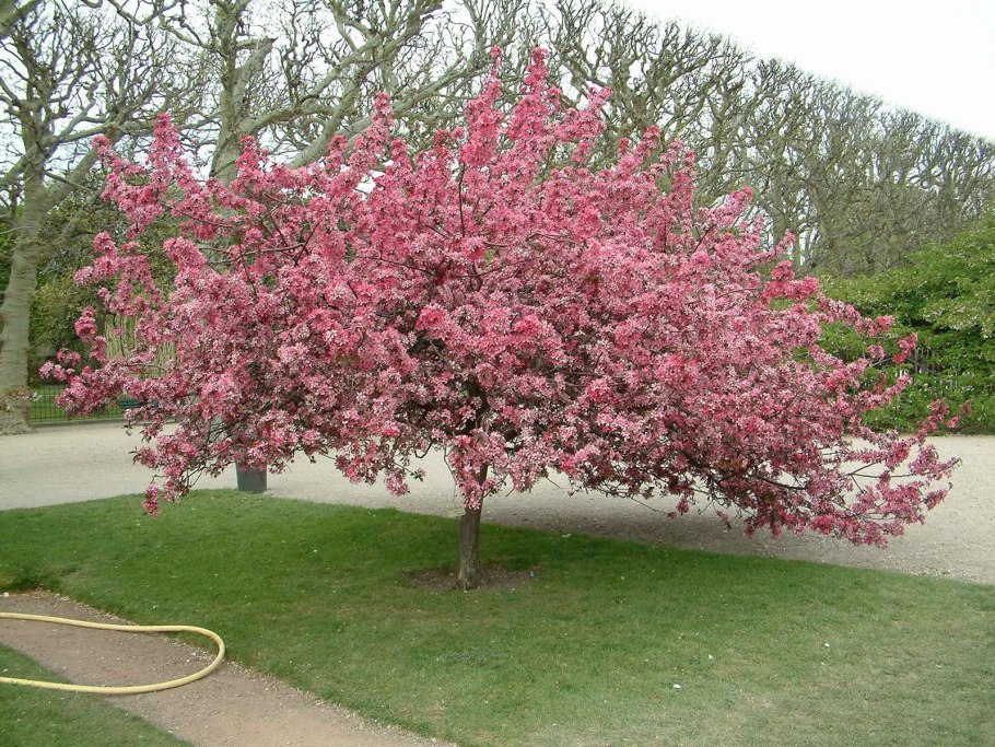 Яблоня гибридная Рудольф