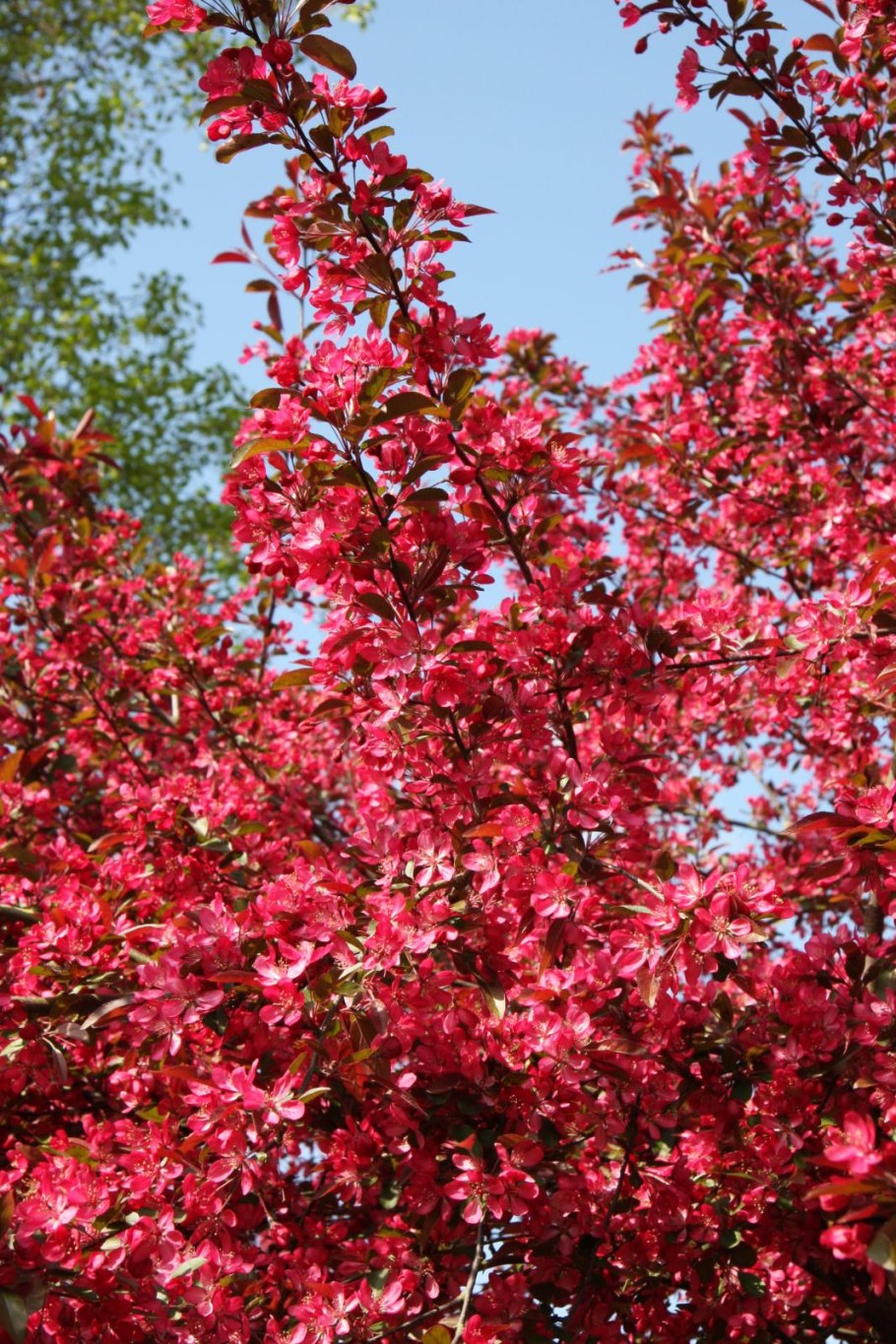 Яблоня флорибунда Malus floribunda