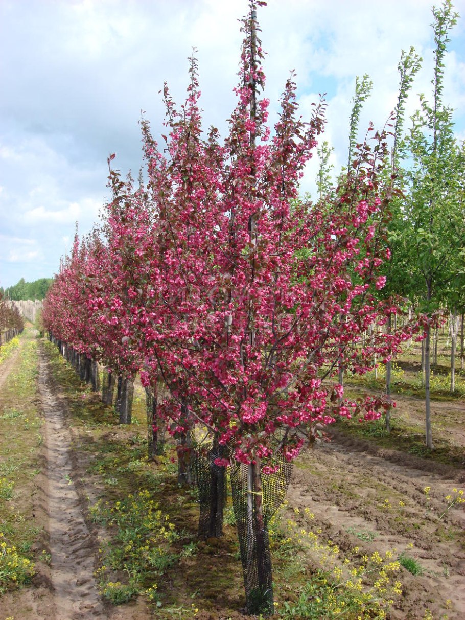 Боярышник колючий Пауль Скарлет