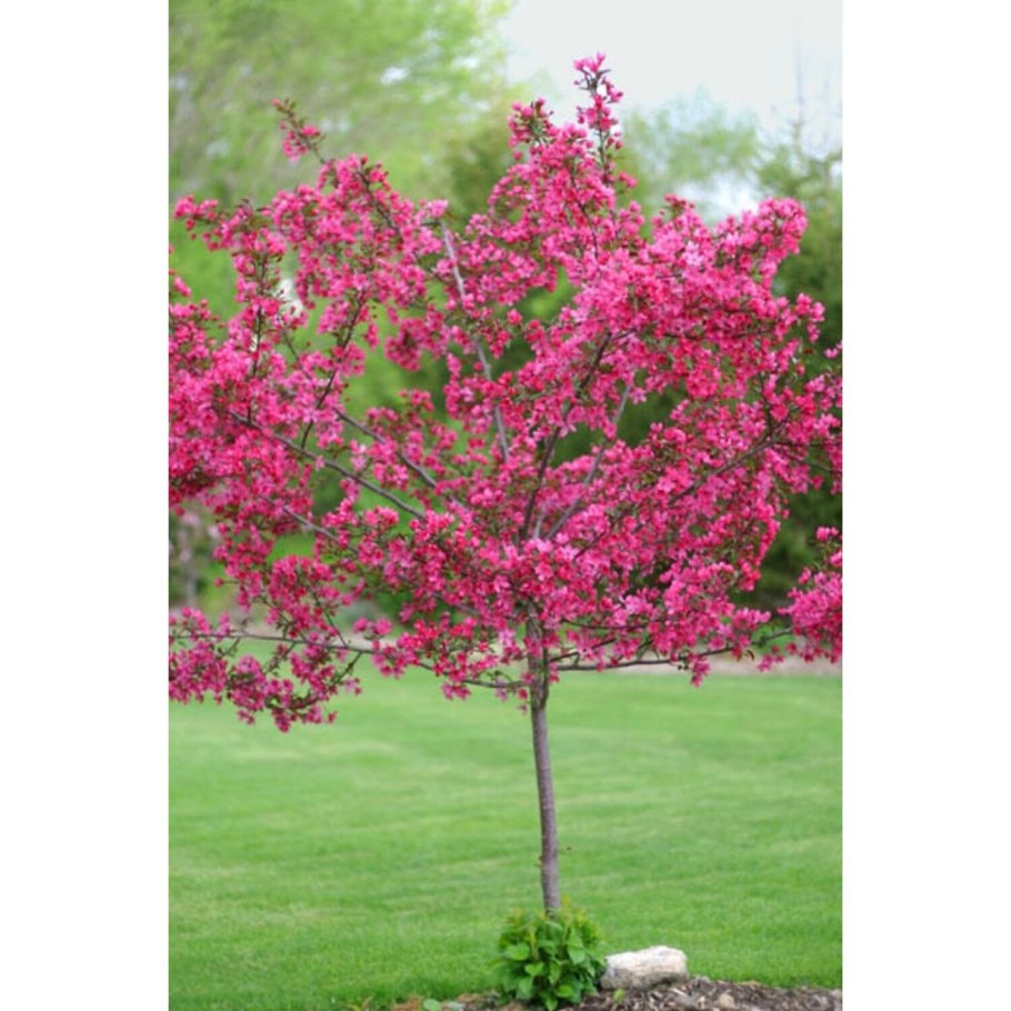 Яблоня декоративная краснолистная