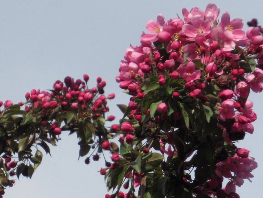 Боярышник декоративный Пауль Скарлет