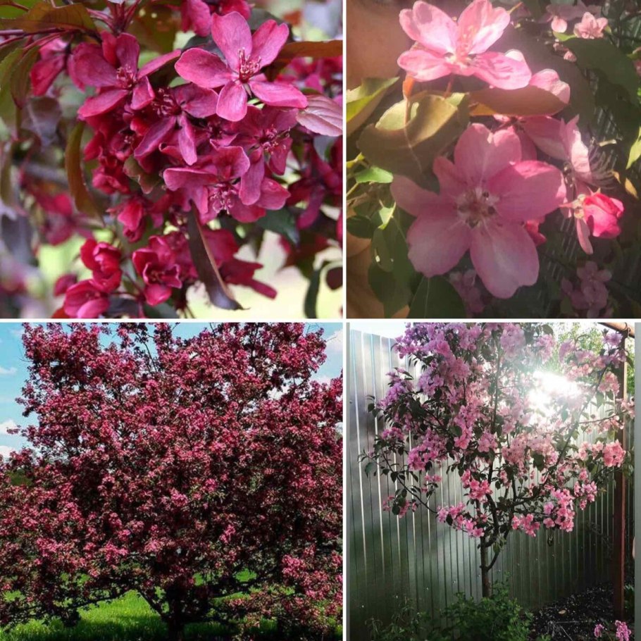 Яблоня 'Скарлет', Malus 'Scarlet',