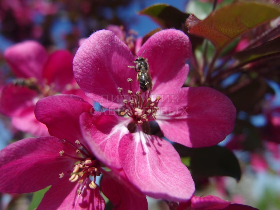 Яблоня краснолистная роялти